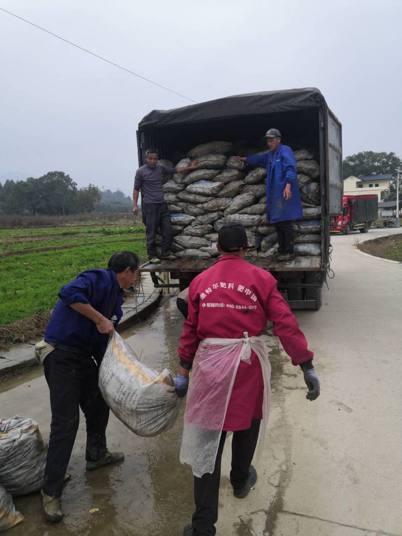 广西万亩芋头基地大量供应正宗荔浦芋头种子