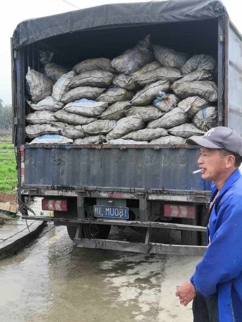广西万亩芋头基地大量供应正宗荔浦芋头种子