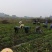 广西万亩芋头基地大量供应正宗荔浦芋头种子