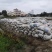 广西万亩芋头基地大量供应正宗荔浦芋头种子