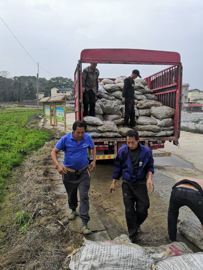 广西万亩芋头基地大量供应正宗荔浦芋头种子