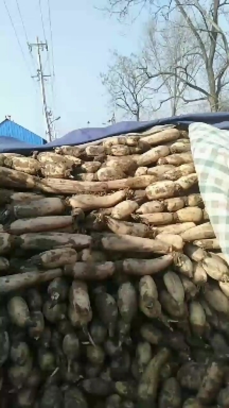 白连藕，，，，优质莲藕万亩基地。货源足。品质好。