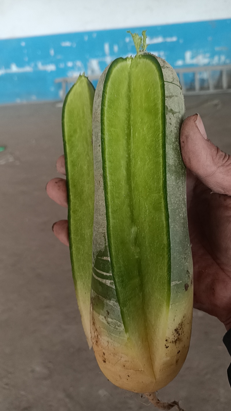 莱西水果罗卜大量出库