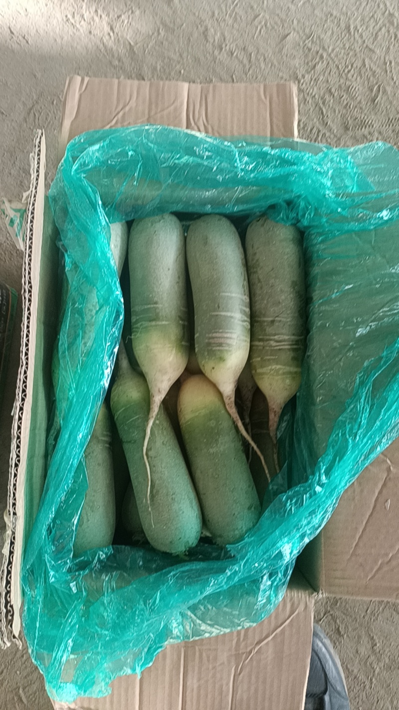 莱西水果罗卜大量出库