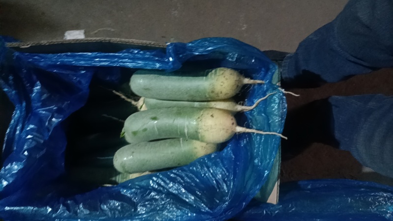 莱西水果罗卜大量出库