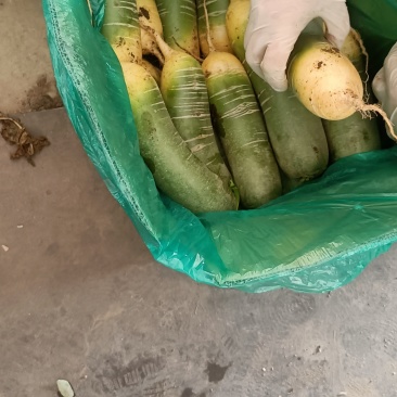 莱西水果罗卜大量出库