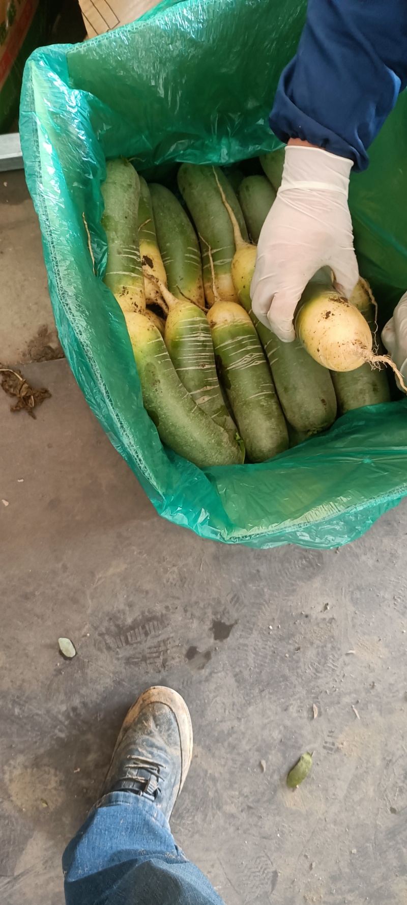 莱西水果罗卜大量出库