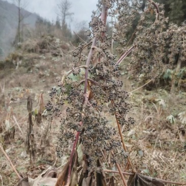 通草种子