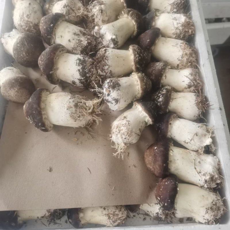 球盖菇