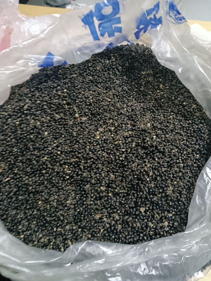 通草种子