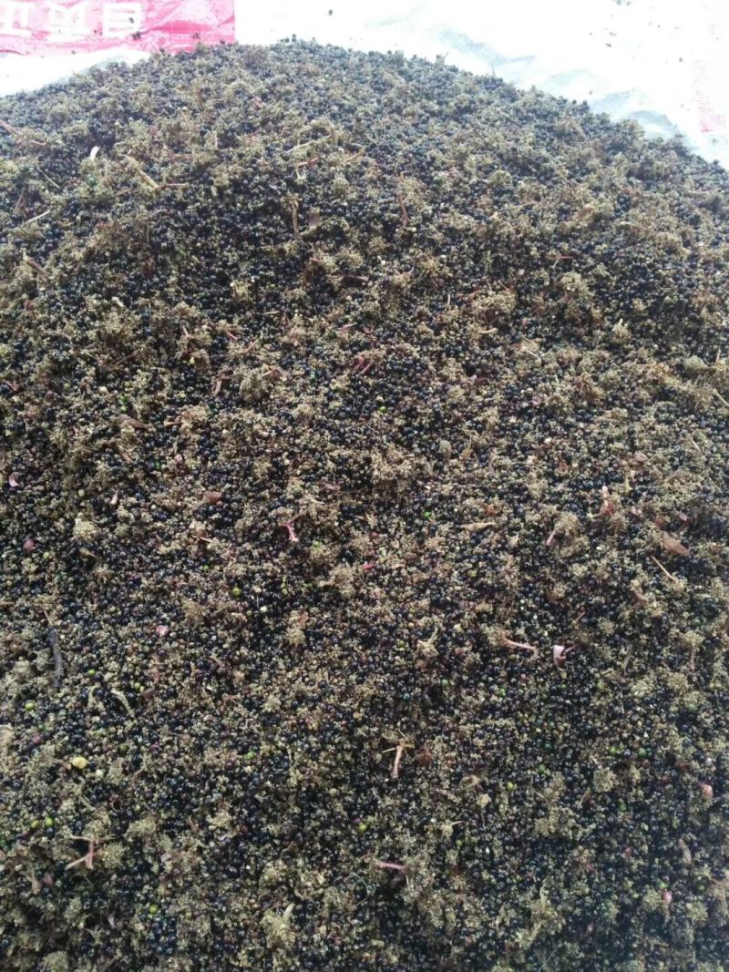 通草种子