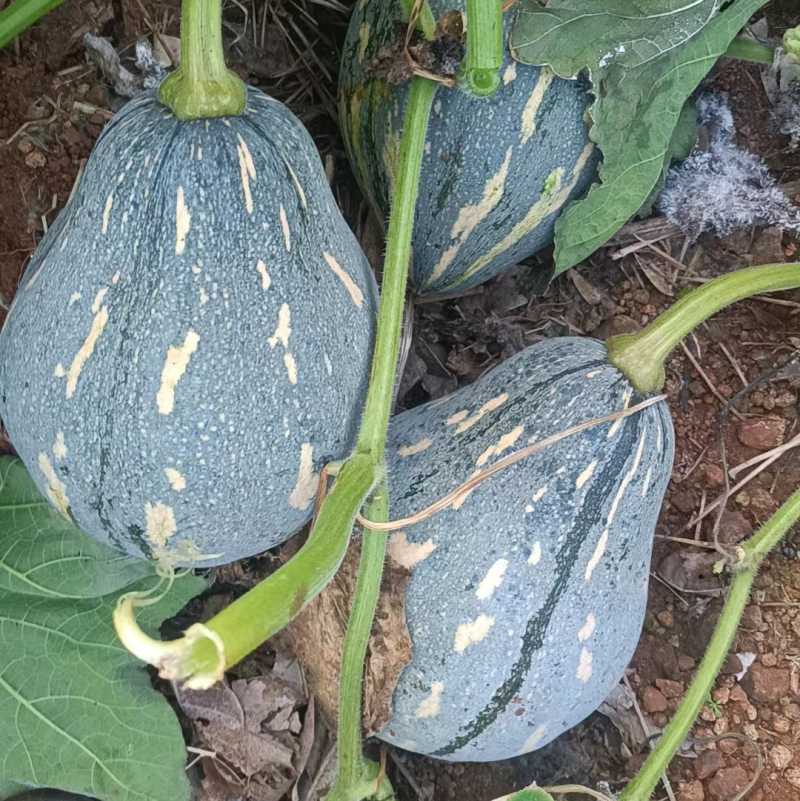 海南香芋南瓜，浓香型。上灰好，发种回收价格优惠保质量