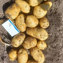 荷兰十五土豆种子，荷兰七土豆种子，荷兰806土豆种子