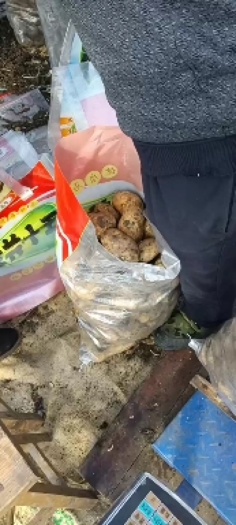 荷兰十五土豆种子，荷兰七土豆种子，荷兰806土豆种子