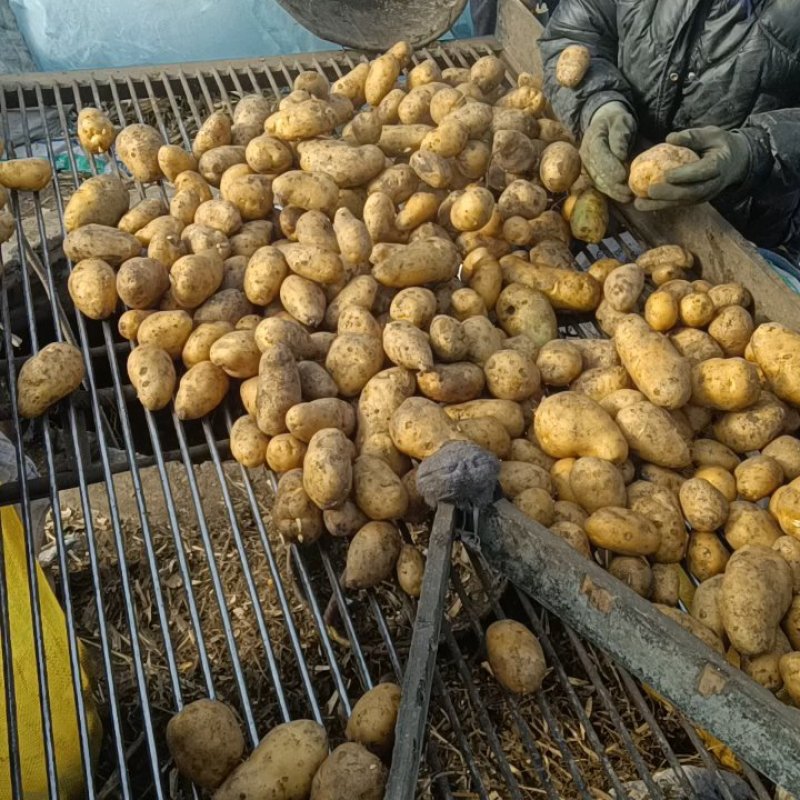 荷兰十五土豆种子，荷兰七土豆种子，荷兰806土豆种子