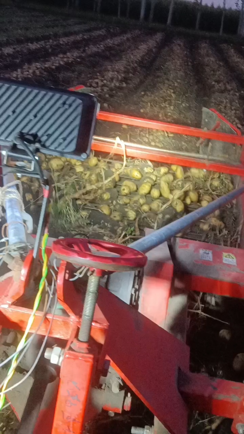 荷兰十五土豆种子，荷兰七土豆种子，荷兰806土豆种子
