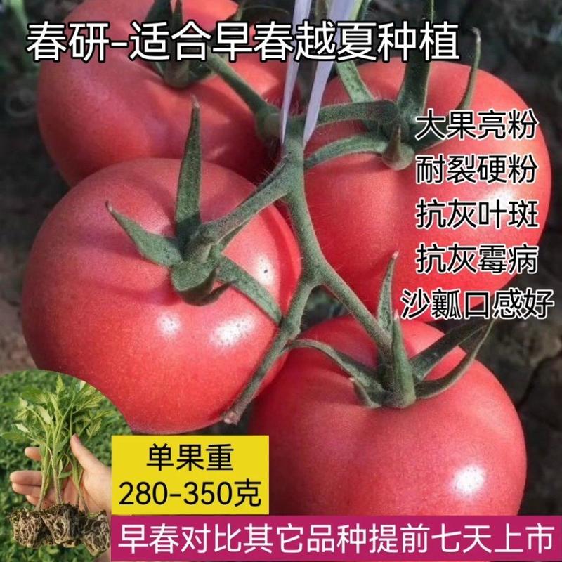 越夏春研大果硬粉西红柿苗早熟耐裂抗病毒耐线虫产量高