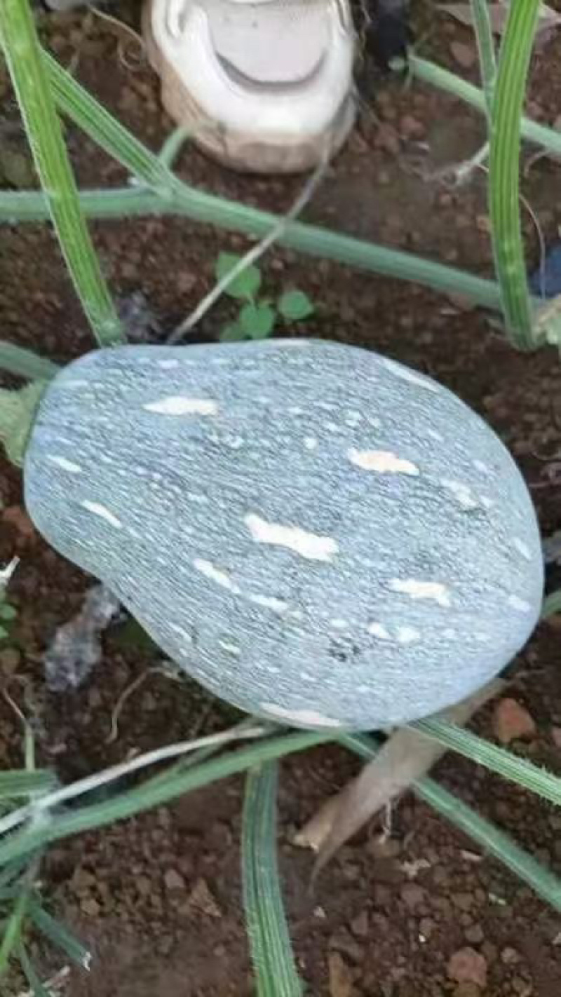 海南香芋南瓜，浓香型。上灰好，发种回收价格优惠保质量