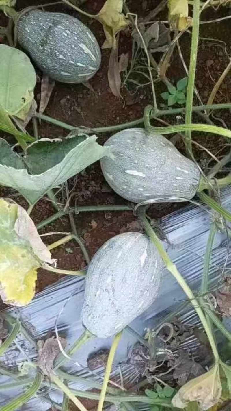 海南香芋南瓜，浓香型。上灰好，发种回收价格优惠保质量