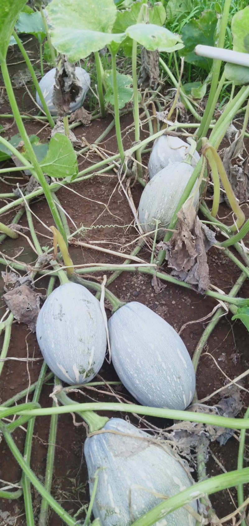 海南香芋南瓜，浓香型。上灰好，发种回收价格优惠保质量