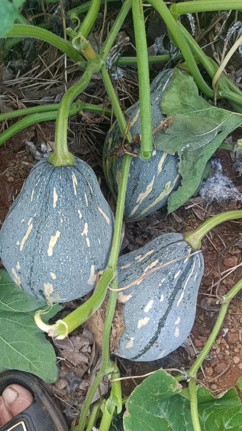 海南香芋南瓜，浓香型。上灰好，发种回收价格优惠保质量