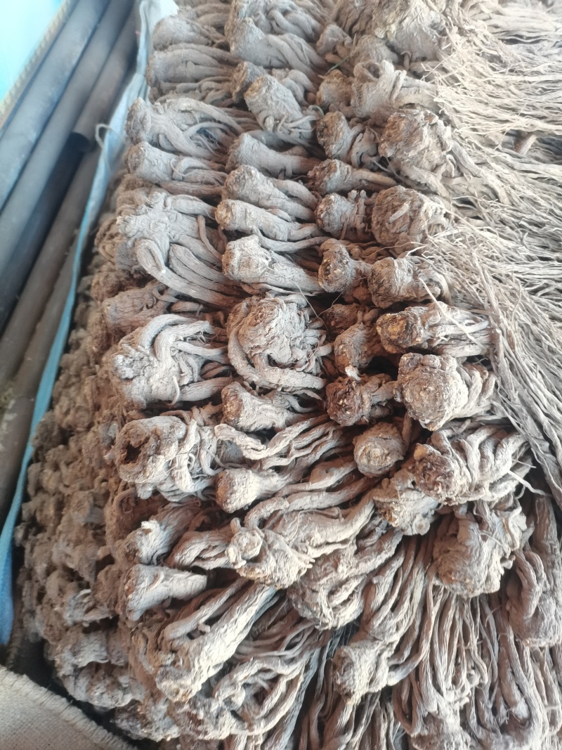 当归岷归来自甘肃千年药库源头供货自产自销