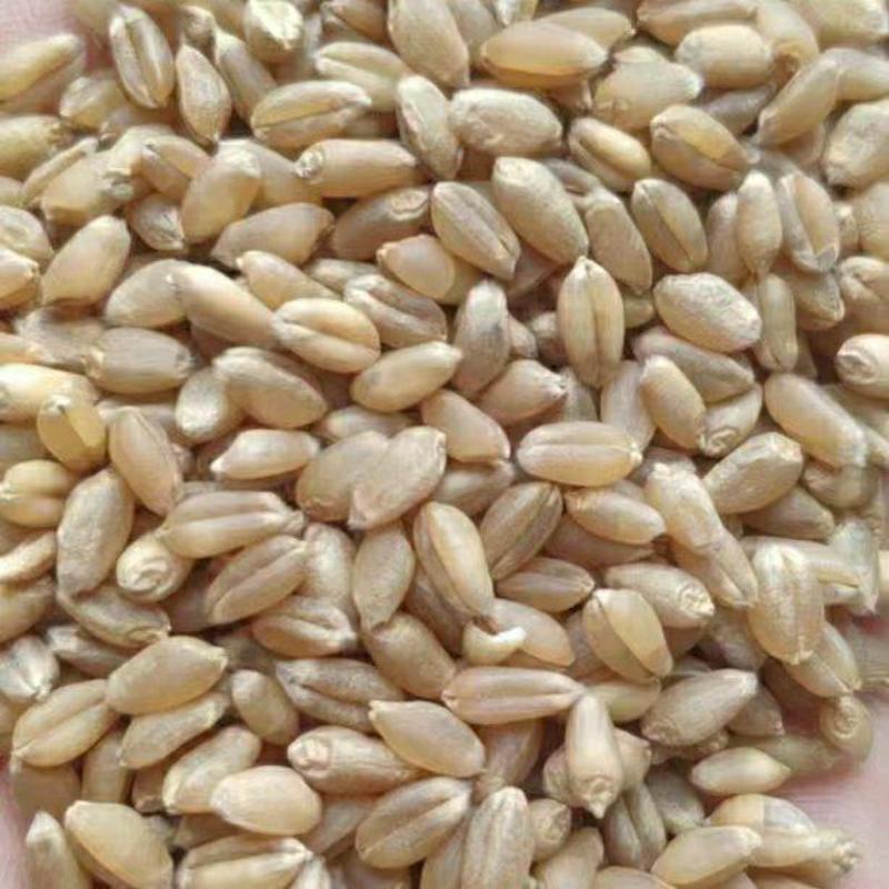 小麦湖北襄阳新小麦，直购直销，物美价廉，产地直发。