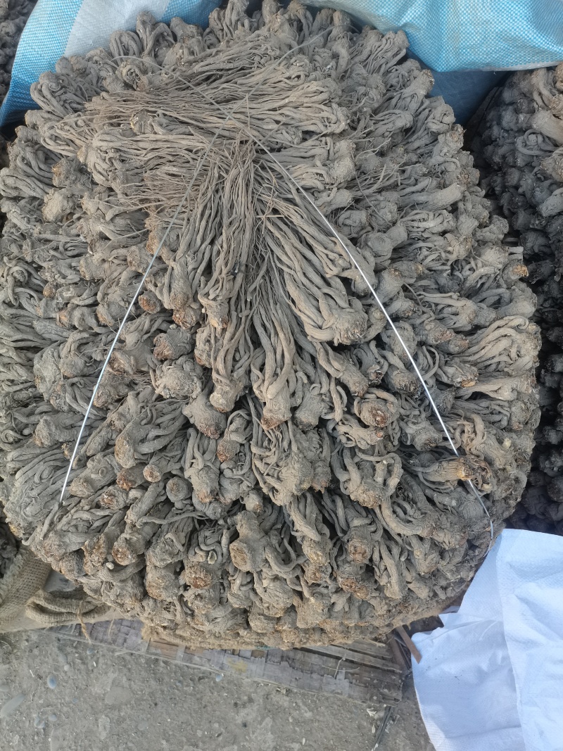 当归岷归来自甘肃千年药库源头供货自产自销