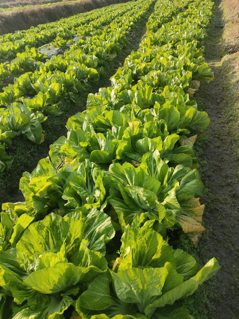 芥菜种植基地，已上市，大量供货，欢迎咨询