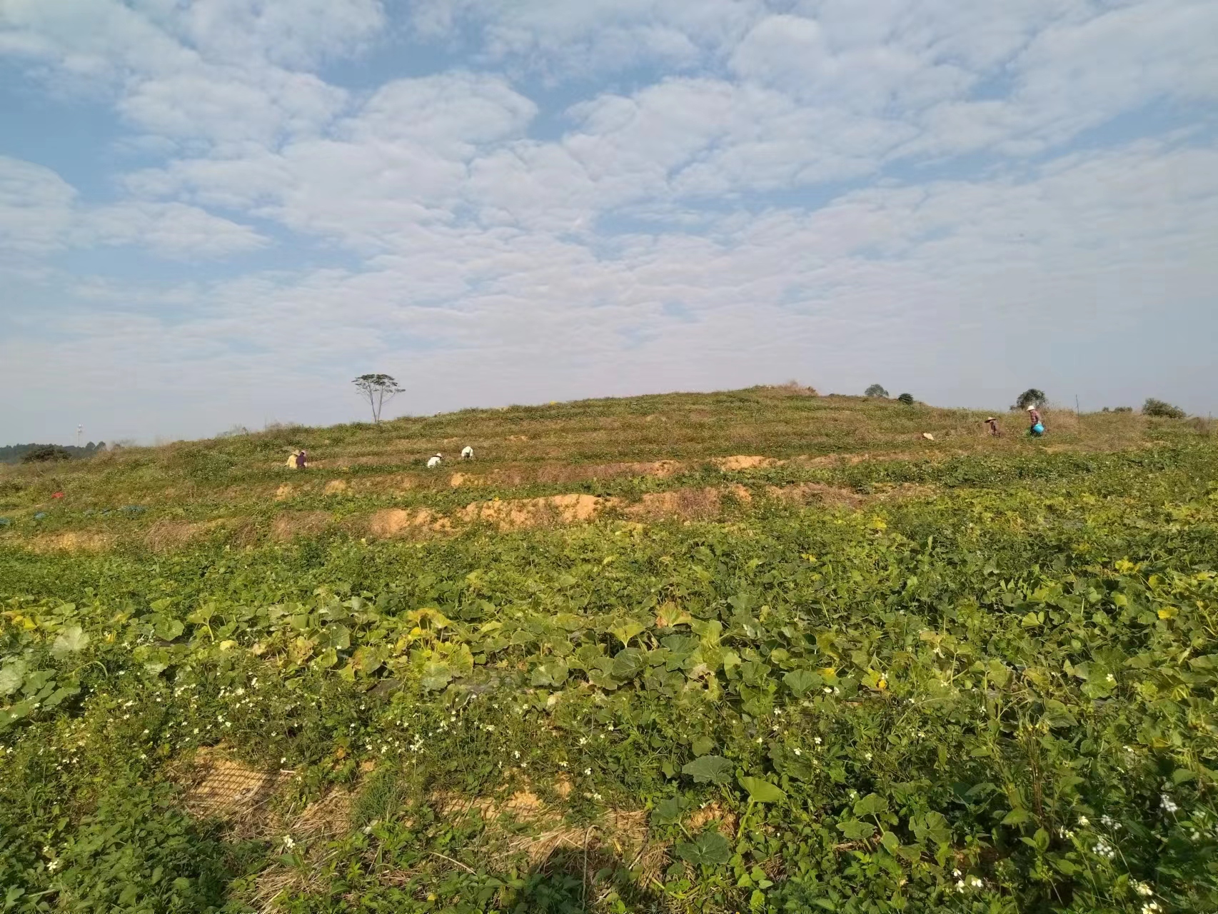 贝贝南瓜种植田地实景图