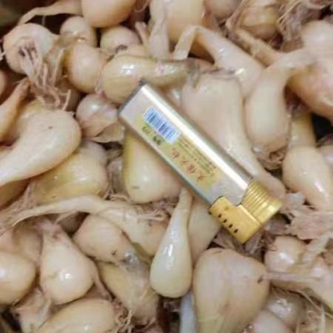 毛藠头产地直发需要的联系我