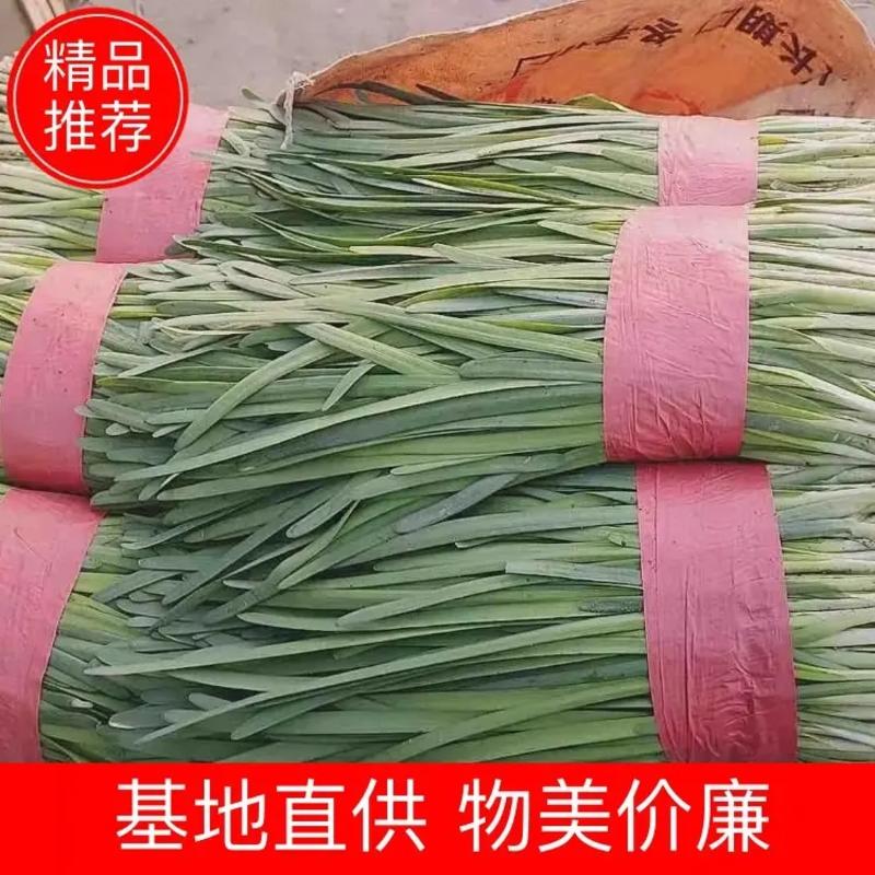 河北省昌黎县二刀韭菜大量上市欢迎全国各地老板前来选购
