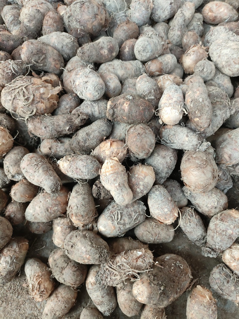 丁独豆，独角莲