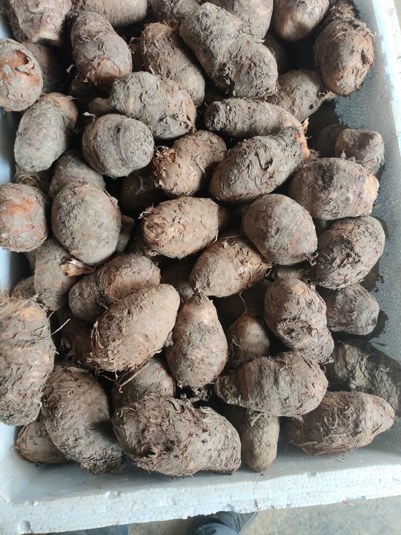 丁独豆，独角莲