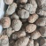 丁独豆，独角莲