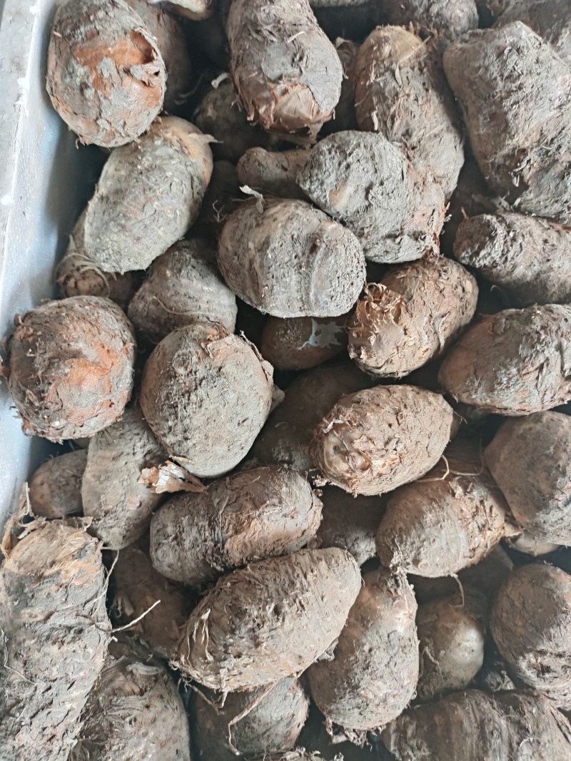 丁独豆，独角莲
