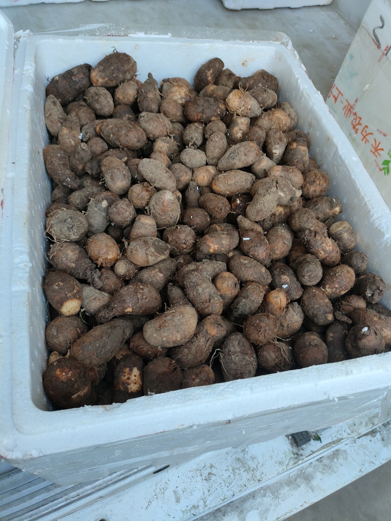 丁独豆，独角莲