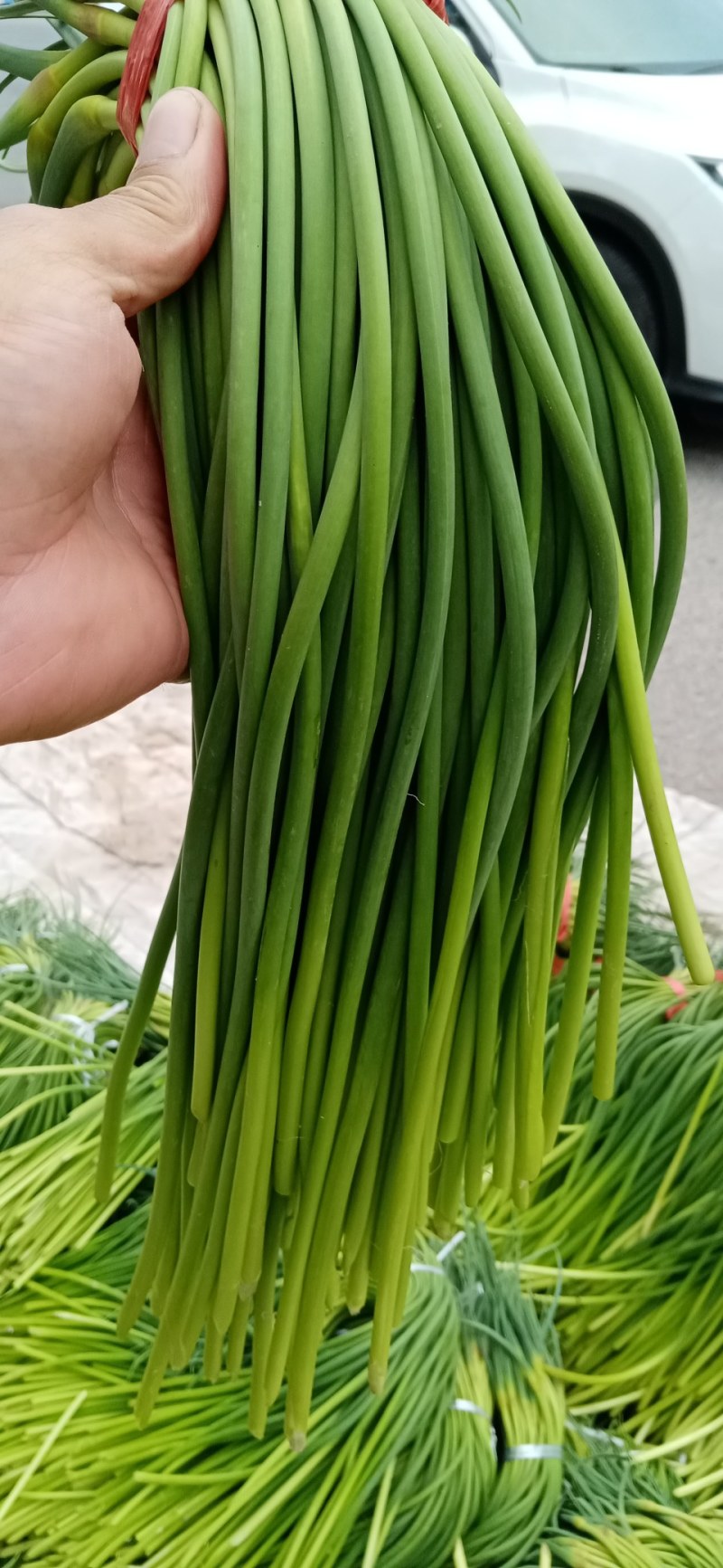 金乡蒜苔