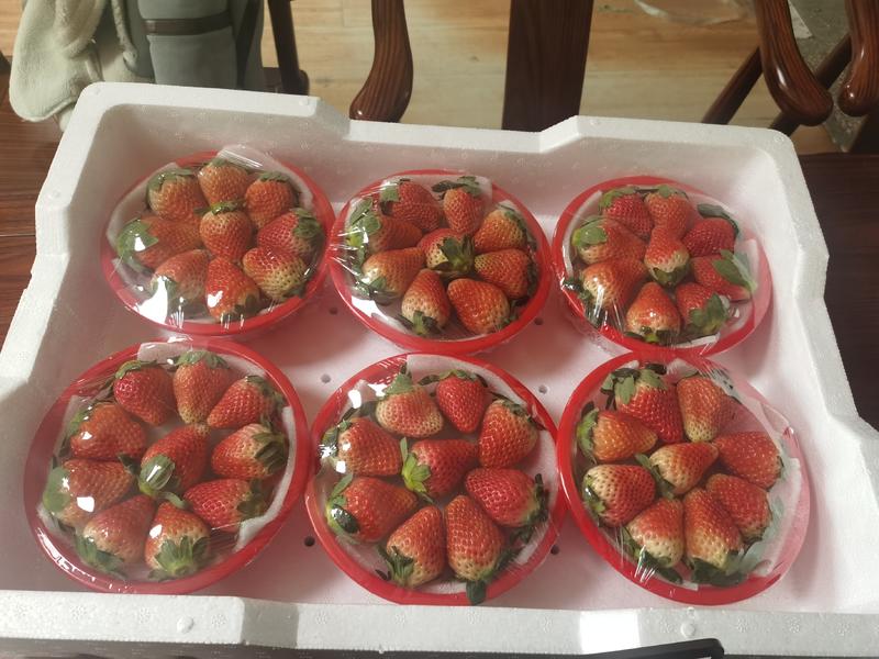 云南夏季草莓烘培茶饮商用各种规格专业打包