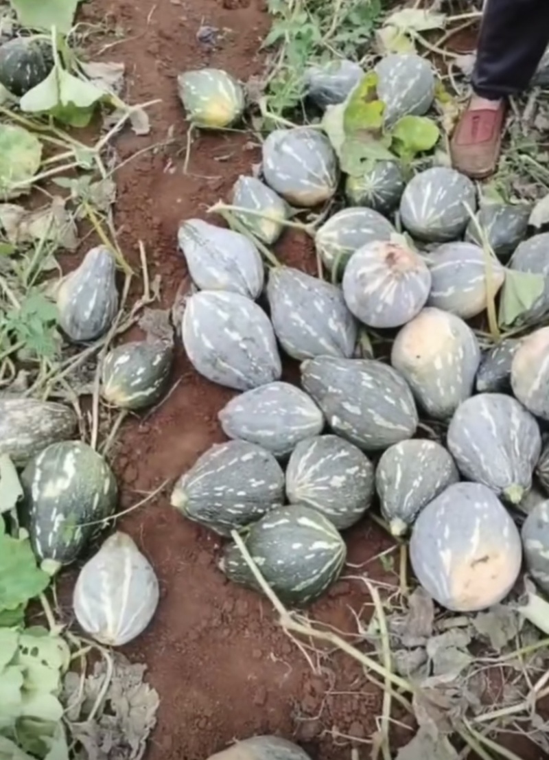 海南香芋南瓜，浓香型。上灰好，发种回收价格优惠保质量