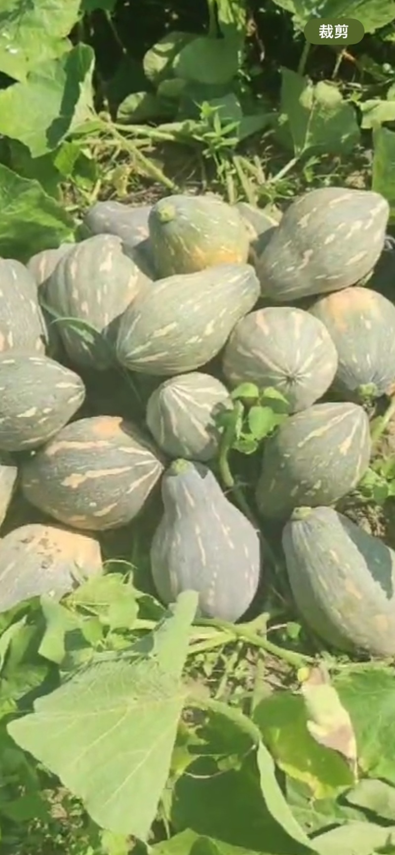 海南香芋南瓜，浓香型。上灰好，发种回收价格优惠保质量