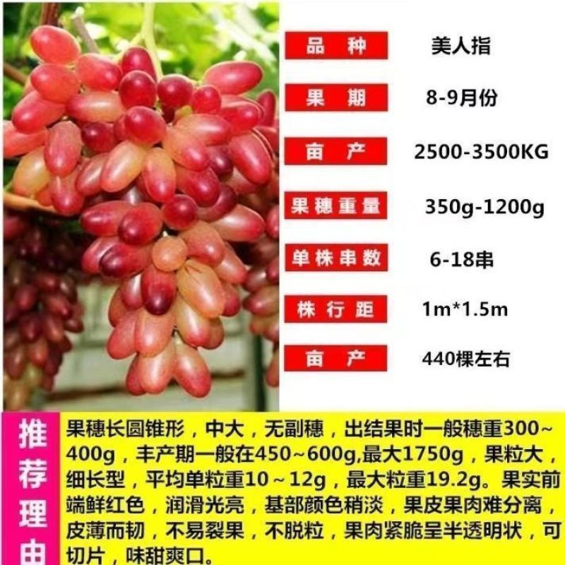 优质阳光玫瑰蓝葡萄苗成活率高大量上市诚信经营品质保证欢迎