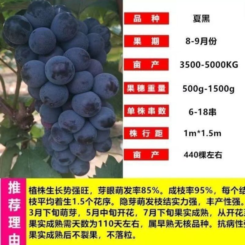 优质阳光玫瑰蓝葡萄苗成活率高大量上市诚信经营品质保证欢迎