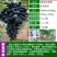 优质阳光玫瑰蓝葡萄苗成活率高大量上市诚信经营品质保证欢迎