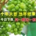 优质阳光玫瑰蓝葡萄苗成活率高大量上市诚信经营品质保证欢迎