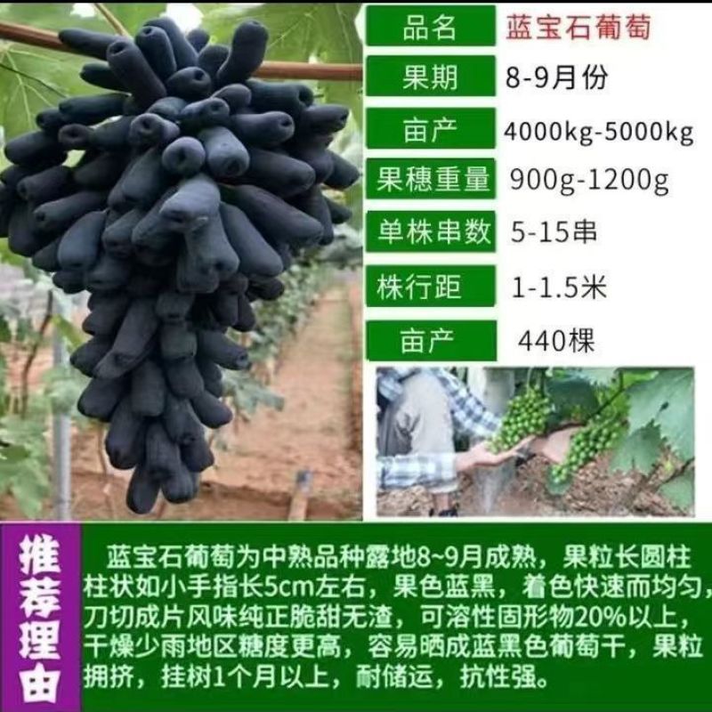 优质阳光玫瑰蓝葡萄苗成活率高大量上市诚信经营品质保证欢迎