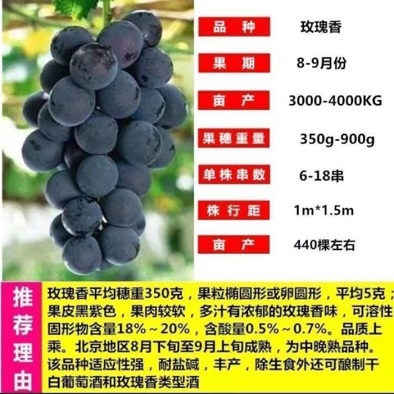 优质阳光玫瑰蓝葡萄苗成活率高大量上市诚信经营品质保证欢迎