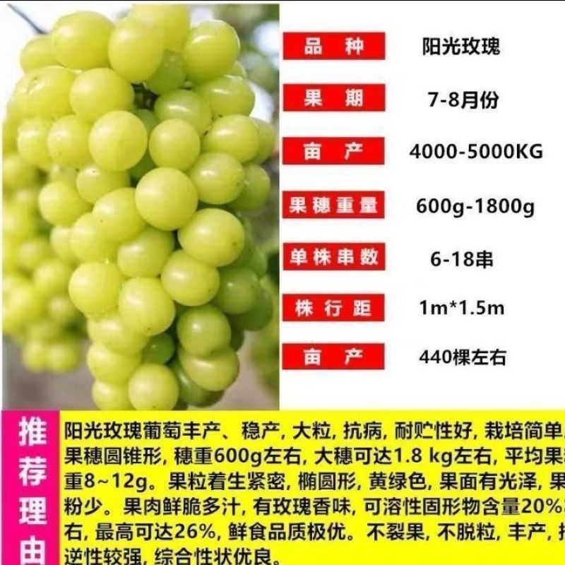优质阳光玫瑰蓝葡萄苗成活率高大量上市诚信经营品质保证欢迎