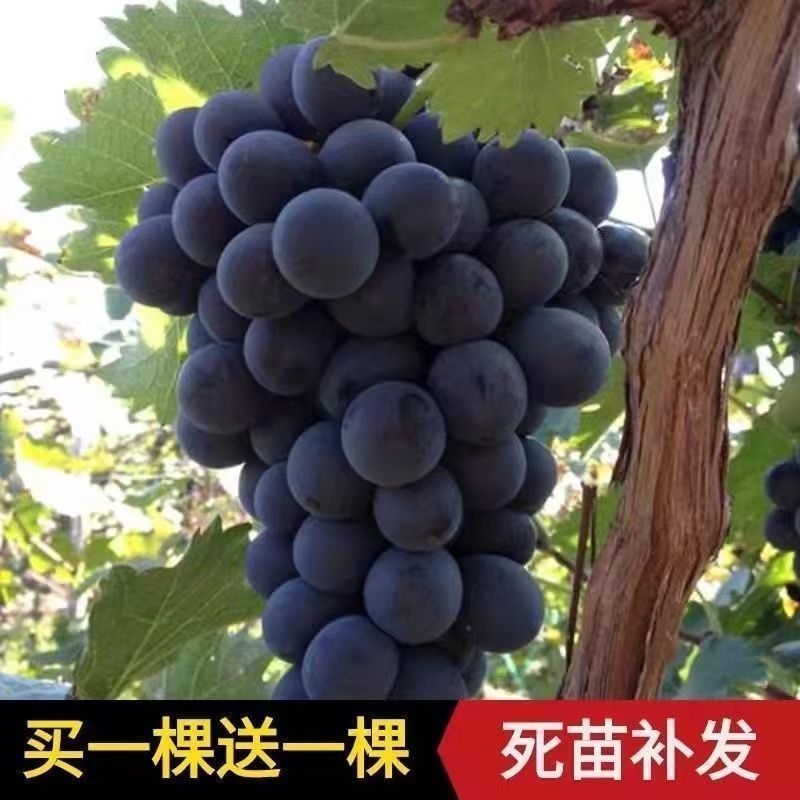 优质阳光玫瑰蓝葡萄苗成活率高大量上市诚信经营品质保证欢迎