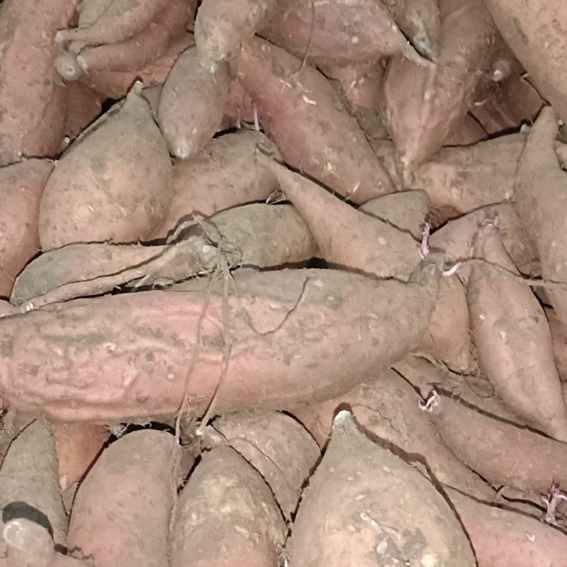 临沭县红薯